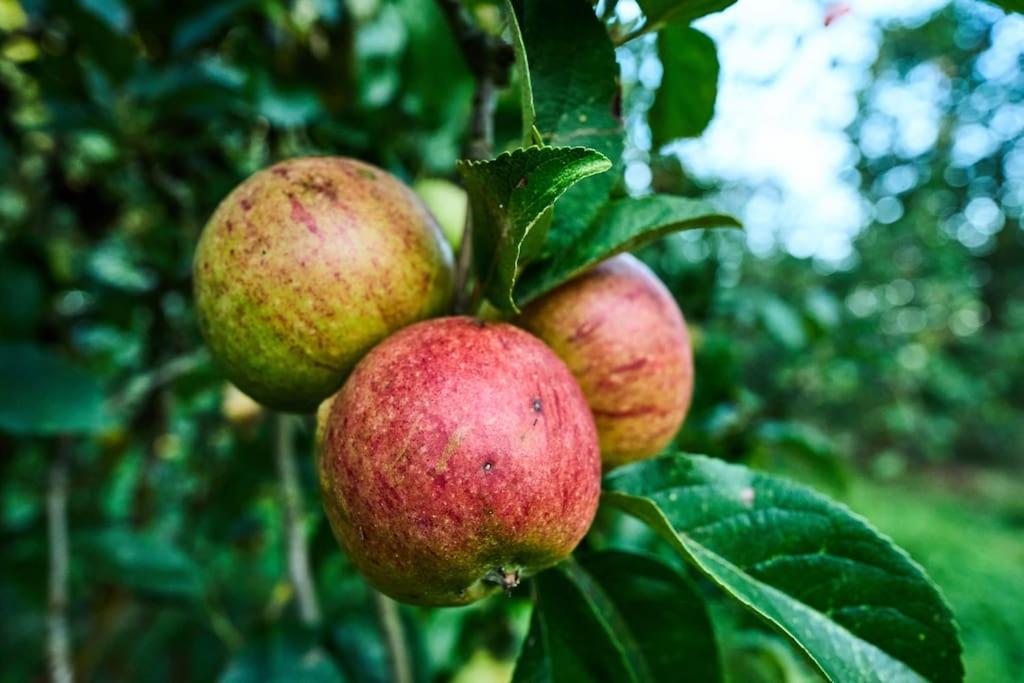 Nature Charm & Fruit Delights, Multi-Generation Celebratory Home -Try, Relax, Repeat - Sellindge Ашфорд Екстер'єр фото