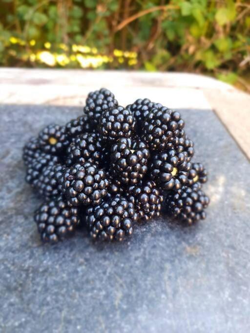 Nature Charm & Fruit Delights, Multi-Generation Celebratory Home -Try, Relax, Repeat - Sellindge Ашфорд Екстер'єр фото